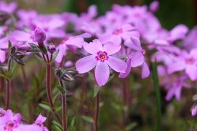 pink Phlox subulata