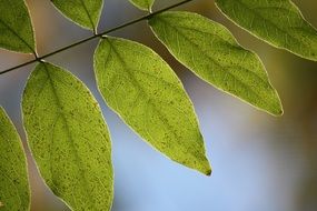 Macro photo of the green leaves