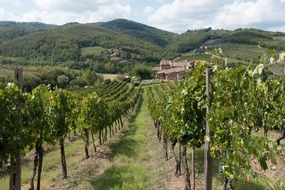 landscape of vineyard in autumn in Italy