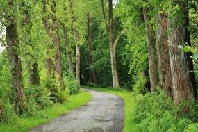 free curved asphalt road in summer forest