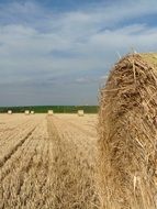 straw bales in the field after harvest on a sunny day