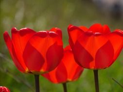 three red tulip buds