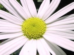 romantic white daisy