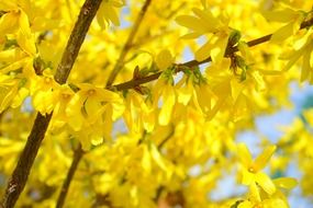 gold lilac forsythia flower blossom