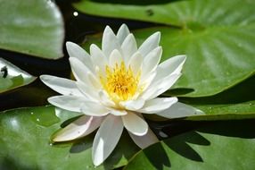 white water lily in the sunshine