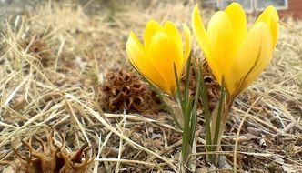 yellow crocuses on the background of dry grass