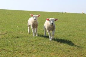 Cute, beautiful white lambs in a green meadow near the dam in Friesland, Netherlands