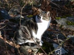 domestic cat on a tree in the dark
