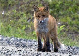 red little fox in nature of the Norway