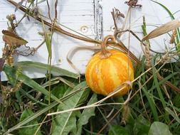 picture of the small pumpkin