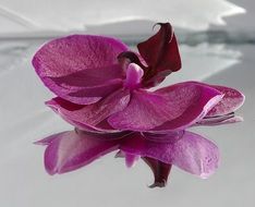 Orchid on the mirror