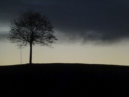 very beautiful tree landscape
