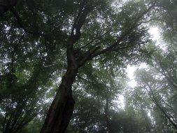 landscape of white light through the crowns of trees in the forest