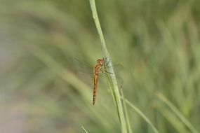 Close-up of the colorful dragonfly on the blade of green grass at blurred background