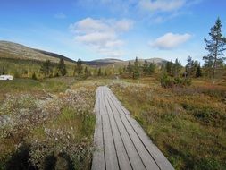 duckboard in Lapland among the plants