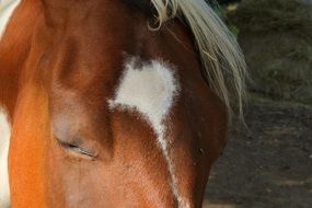 white spot on the horse's head