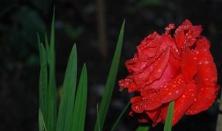 Rose in drops of water in the dark