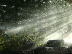 rain spray forest