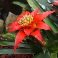 red bromeliad flower