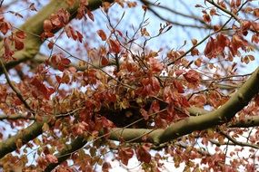 bird's nest on an autumn tree