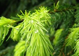 drops of water on coniferous tree branch close-up