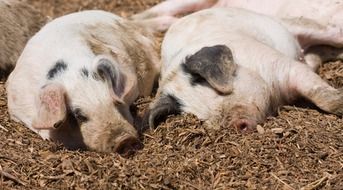 two spotted pigs sleep in a pen