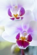 tender beautiful orchid flowers