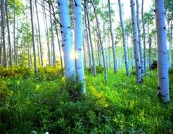 sunrise in an aspen forest