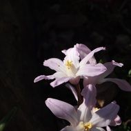 light purple flowers on a dark background
