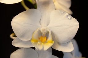 white orchid flower close up on black background