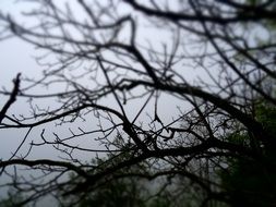 tree branches in the enchanted forest