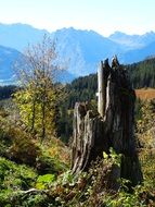 old tree stump in a forest