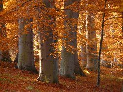 golden autumn in beech forest