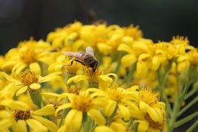 insect on a bouquet of yellow flowers