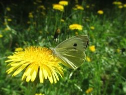 picture of green veined white butterfly is sitting on a flower