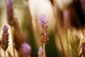 lavender like flowers close up