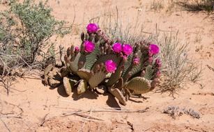 Beautiful desert flower cactus with bright violet blooms among the desert in Nevada