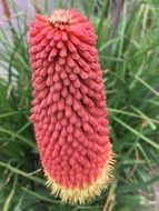 surprising beauty red plant