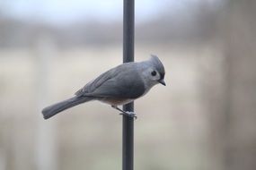 closeup photo of tufted titmouse bird on a branch