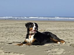 bernese mountain dog on the beach