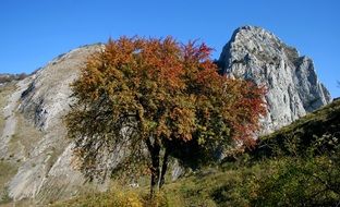 tree mountain