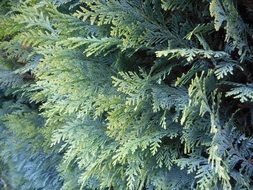 Close-up of the beautiful green thuja bush with different shades