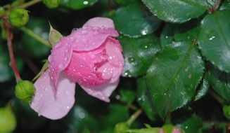 rose on a bush in the drops of water