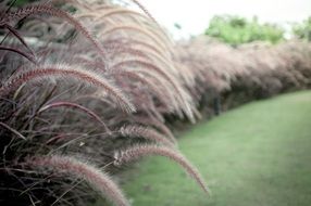 fluffy tall grass grows along a green field