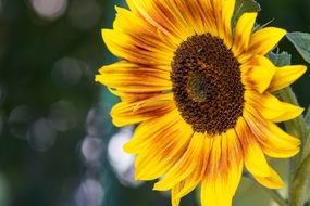 Blooming yellow sunflower flower on blurred background