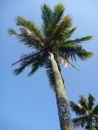 tropical palm tree on the blue sky