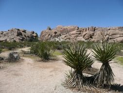 panoramic view of nature in Joshua Tree National Park