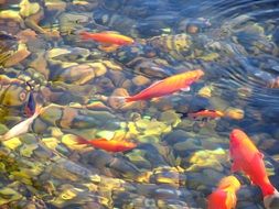 red fish in a pond in a japanese garden