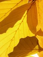 leaves of the Beech in autumn