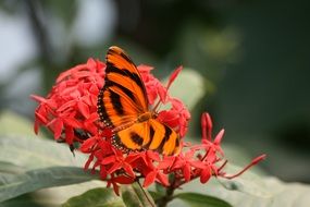 red and black butterfly on a red flower